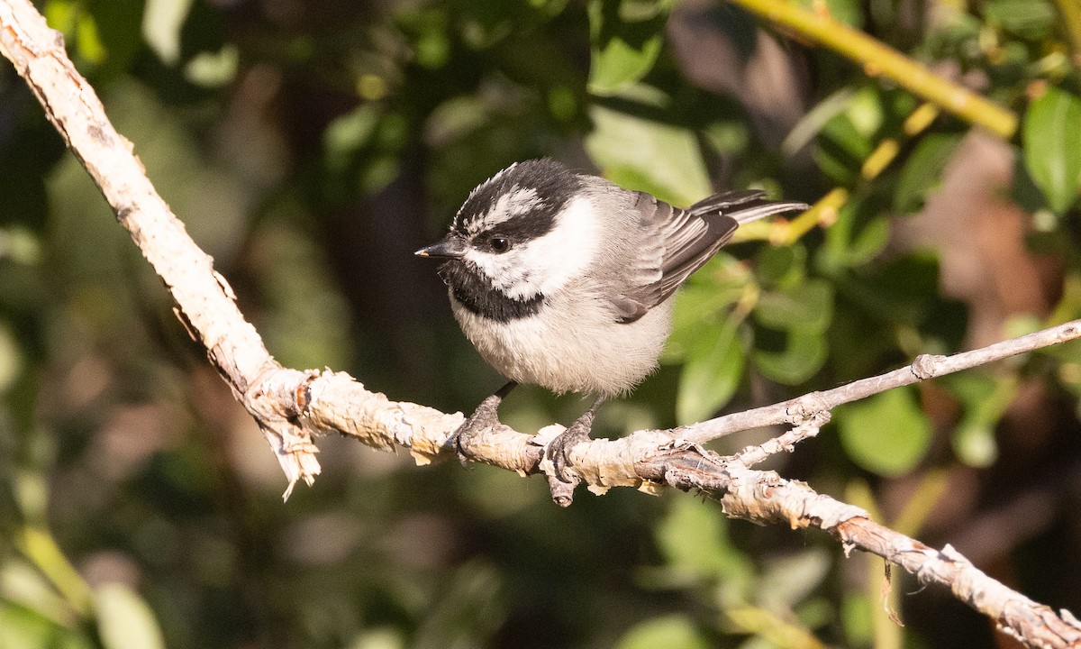 Mountain Chickadee - ML638772413