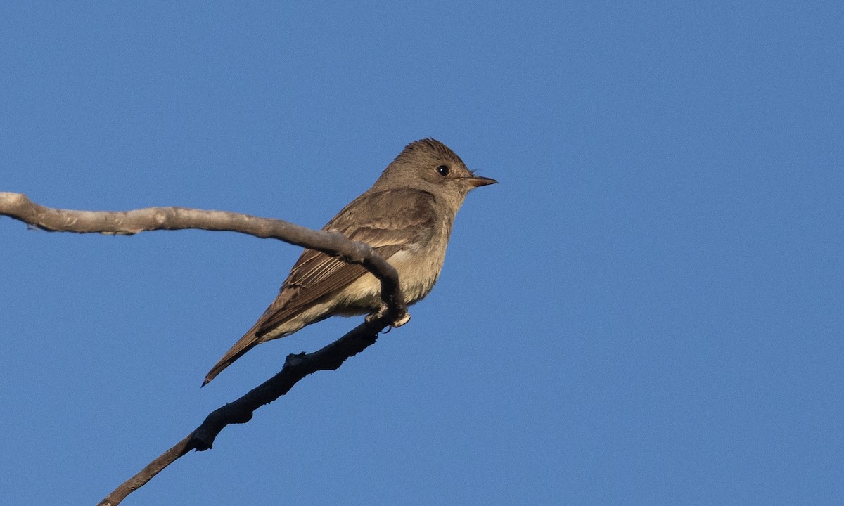 Western Wood-Pewee - ML638772420