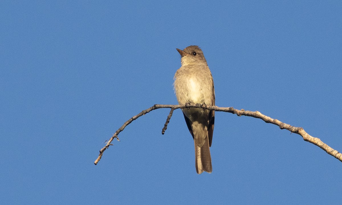 Western Wood-Pewee - ML638772421