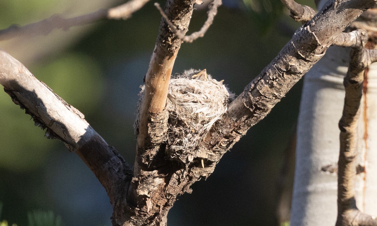 Western Wood-Pewee - ML638772422