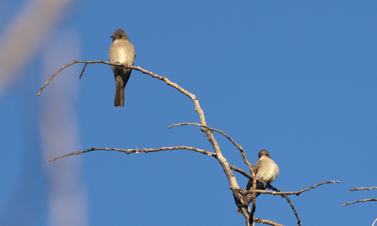 Western Wood-Pewee - ML638772423