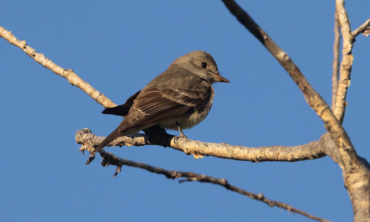 Western Wood-Pewee - ML638772424
