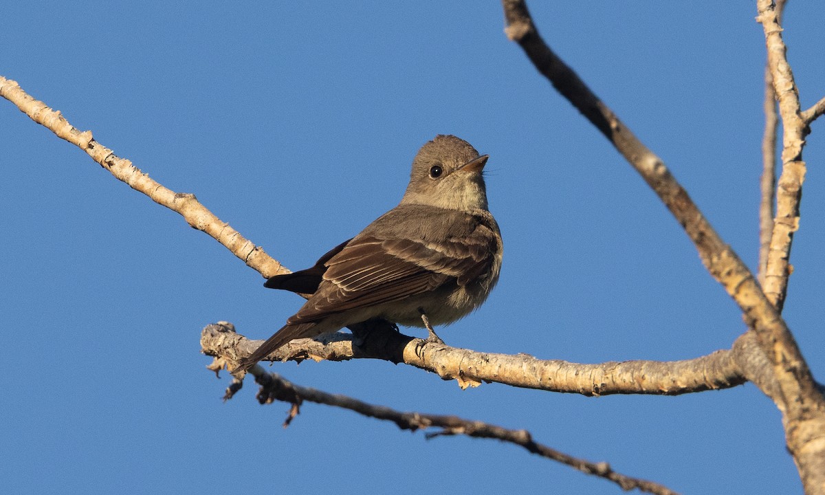Western Wood-Pewee - ML638772426