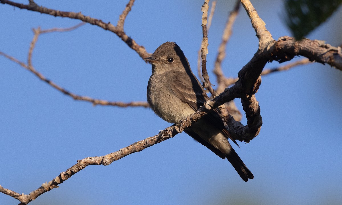 Western Wood-Pewee - ML638772427