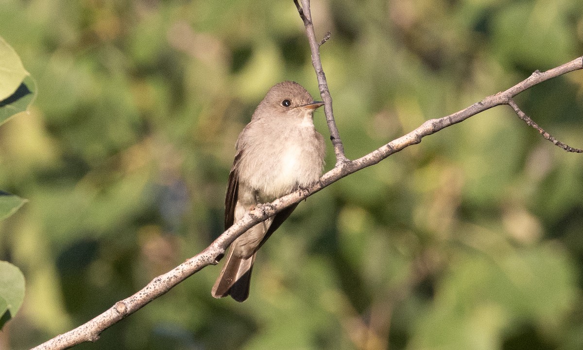 Western Wood-Pewee - ML638772428