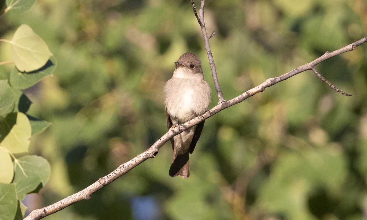 Western Wood-Pewee - ML638772429