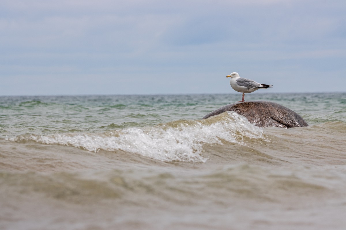 American Herring Gull - ML638772445