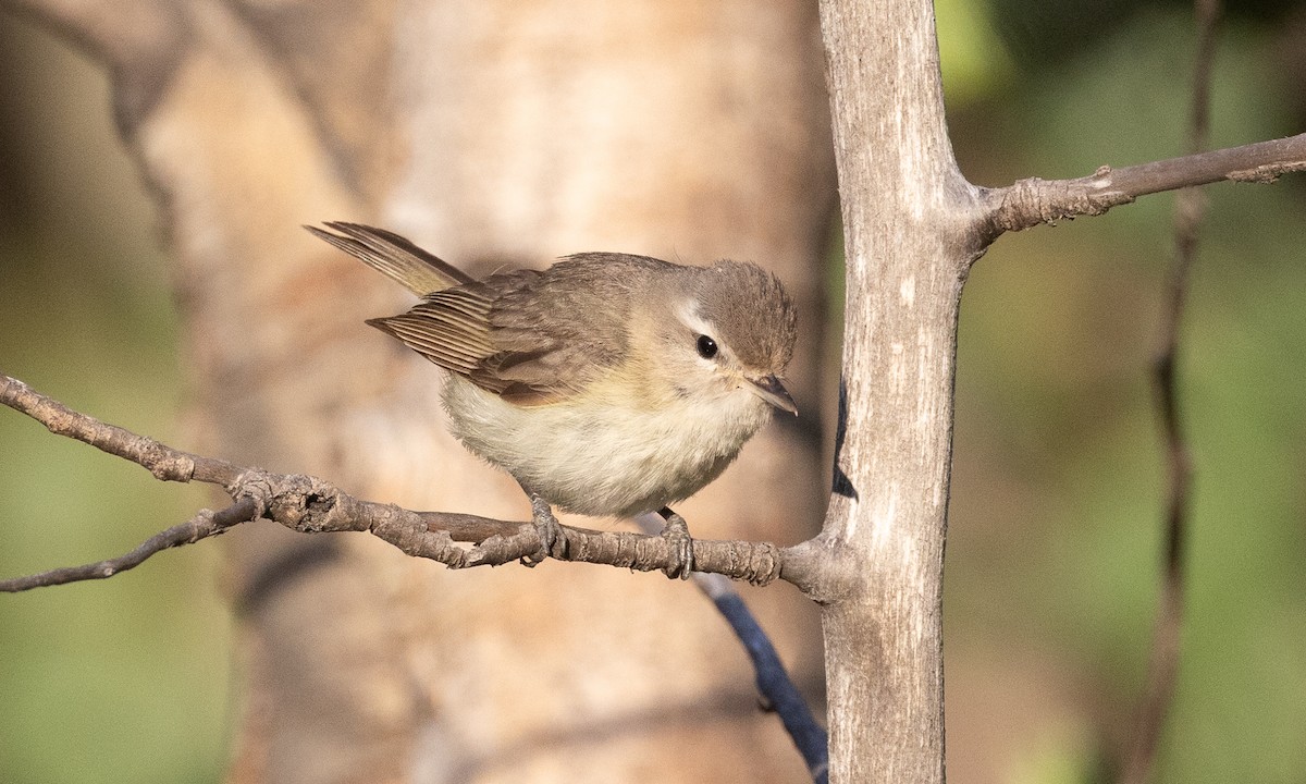 Warbling Vireo (Western) - ML638772447