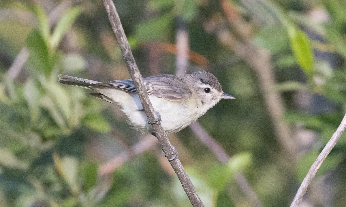 Warbling Vireo (Western) - ML638772448