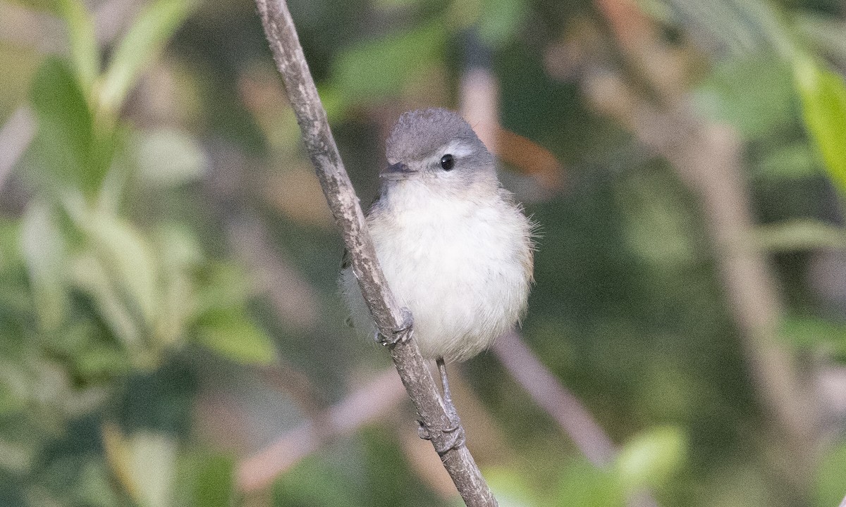 Warbling Vireo (Western) - ML638772449