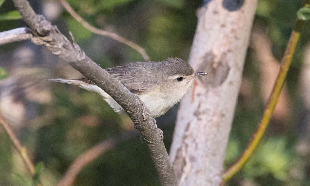 Warbling Vireo (Western) - ML638772450