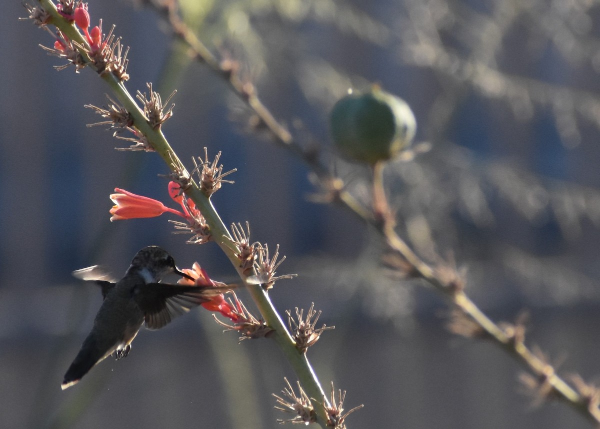 Black-chinned Hummingbird - ML638772512