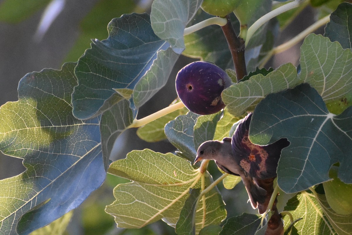 Verdin - ML638772516