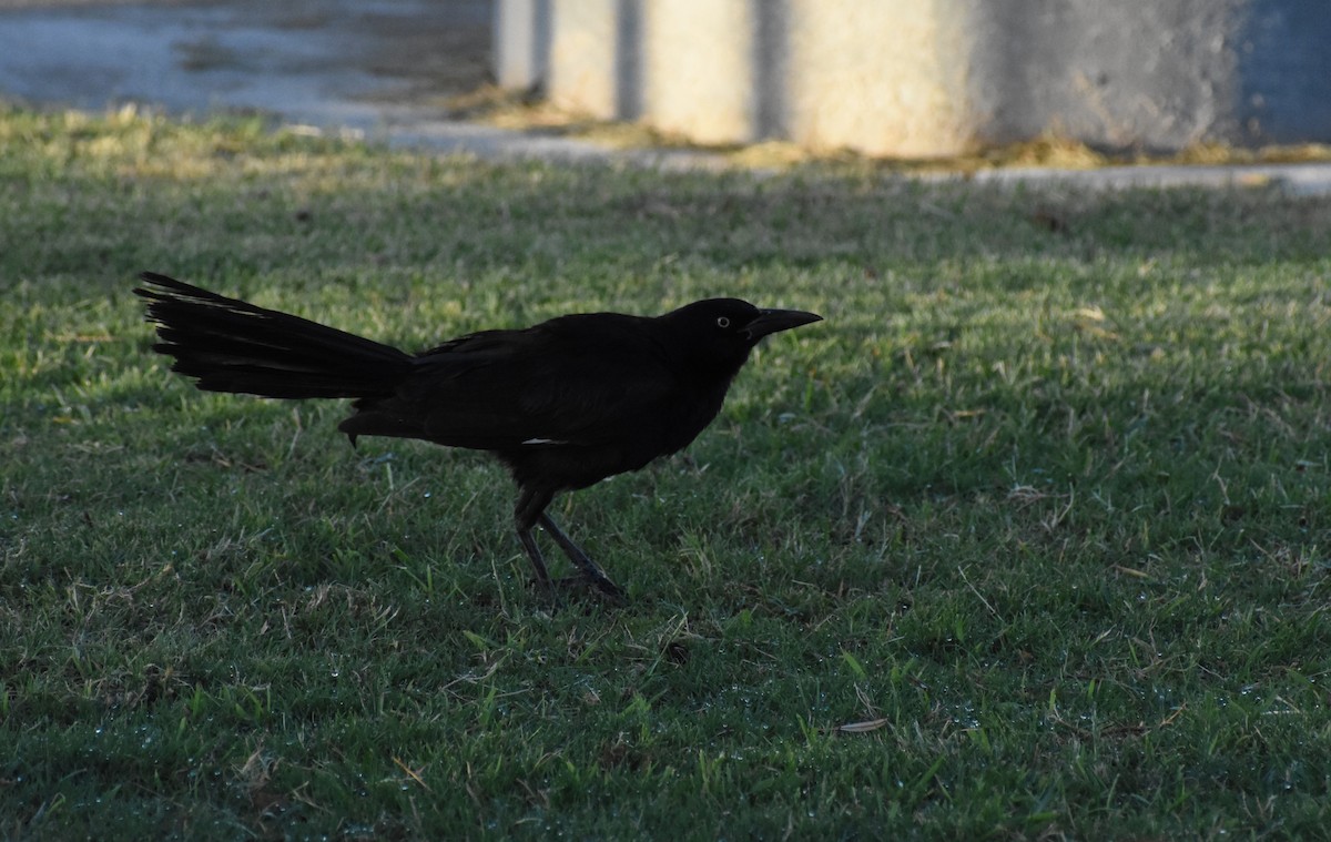 Great-tailed Grackle - ML638772519