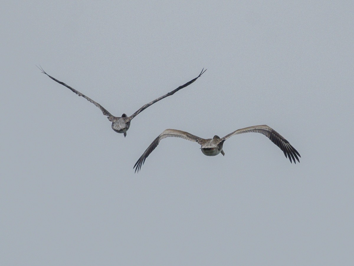 Brown Pelican - ML638772520