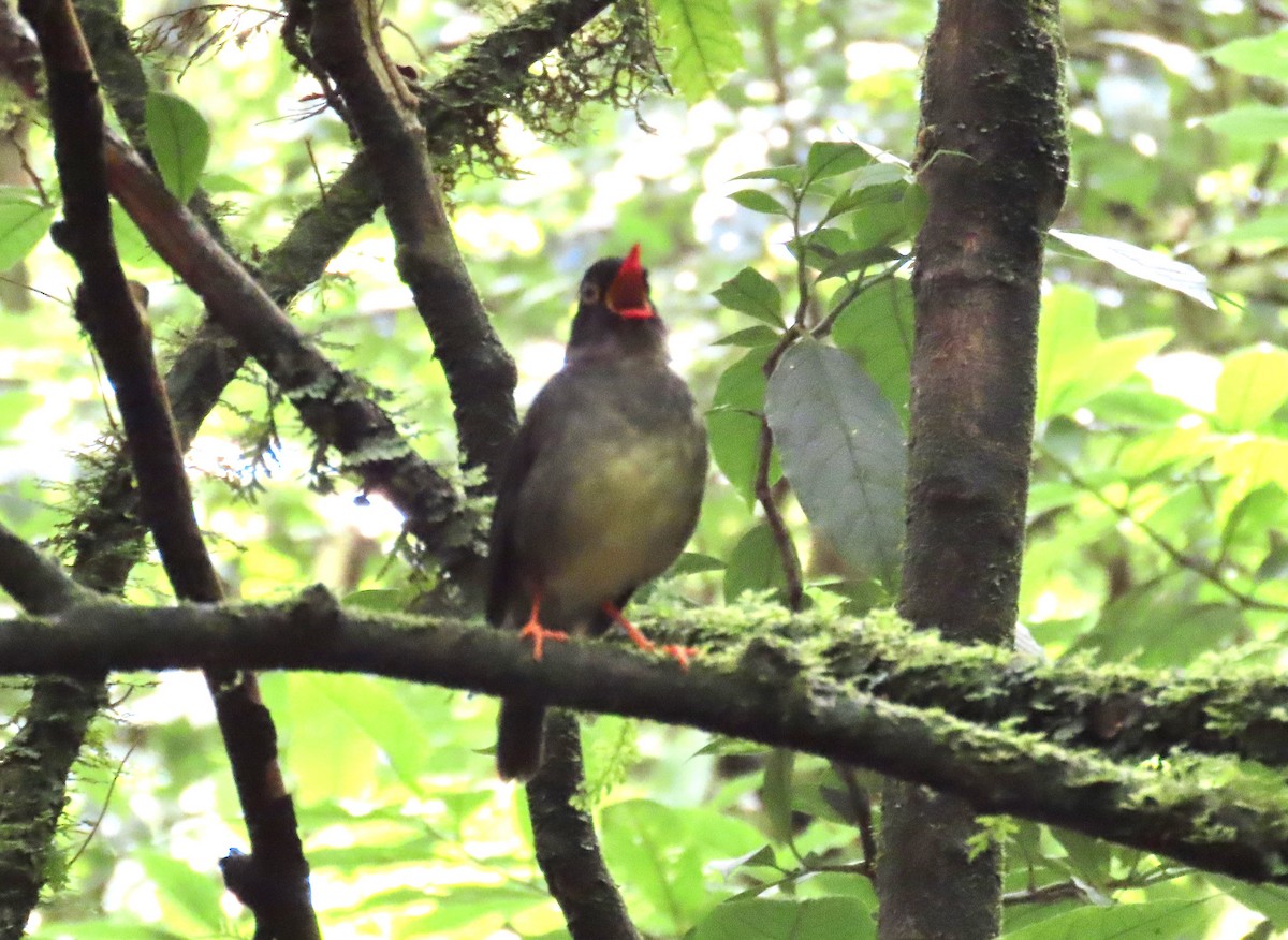 Slaty-backed Nightingale-Thrush - ML638772537