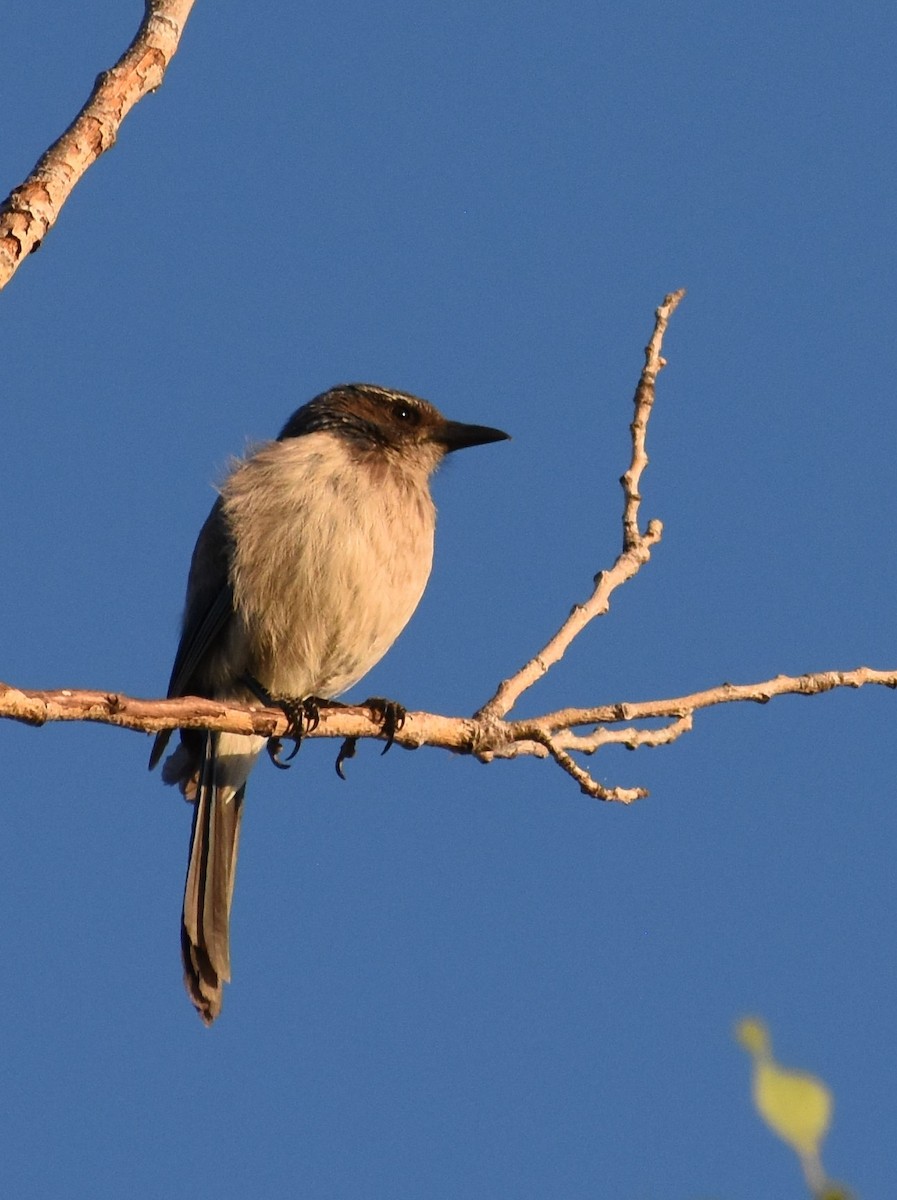 California Scrub-Jay - ML638772544