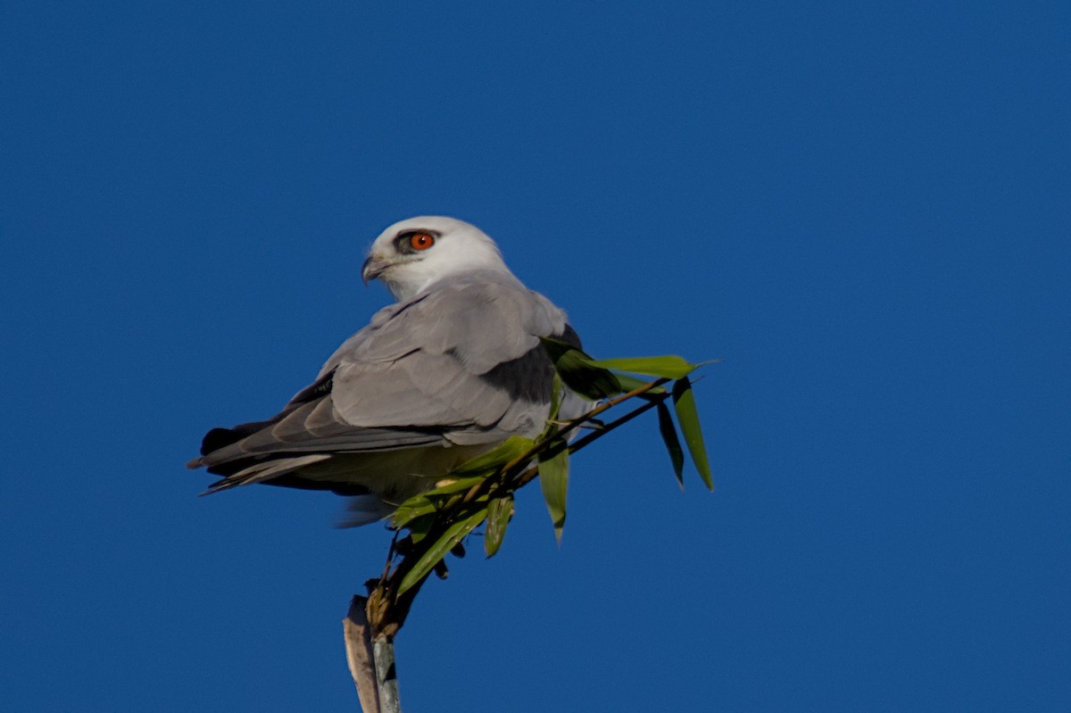 Black-shouldered Kite - ML638772575