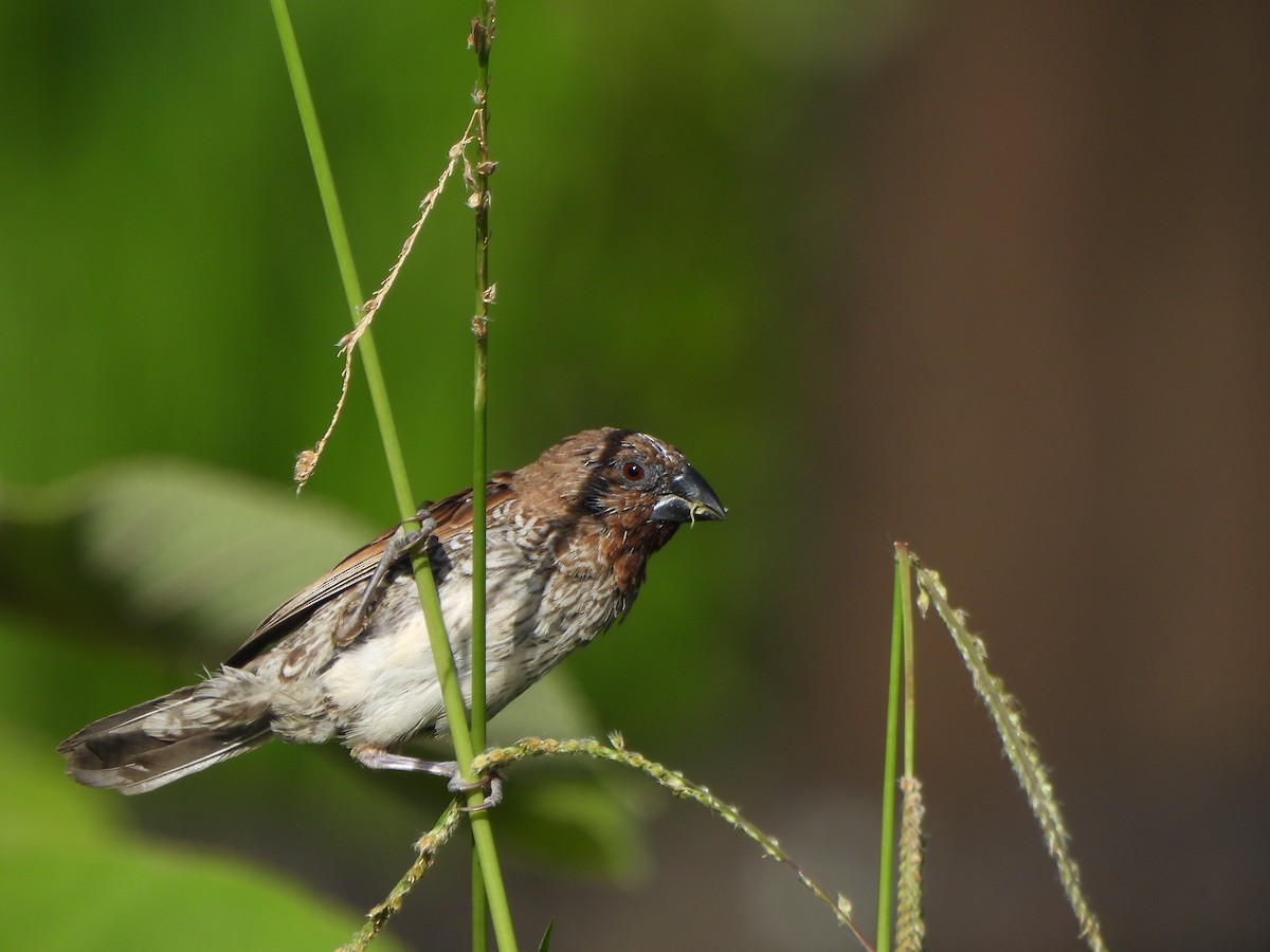 Scaly-breasted Munia - ML638772576