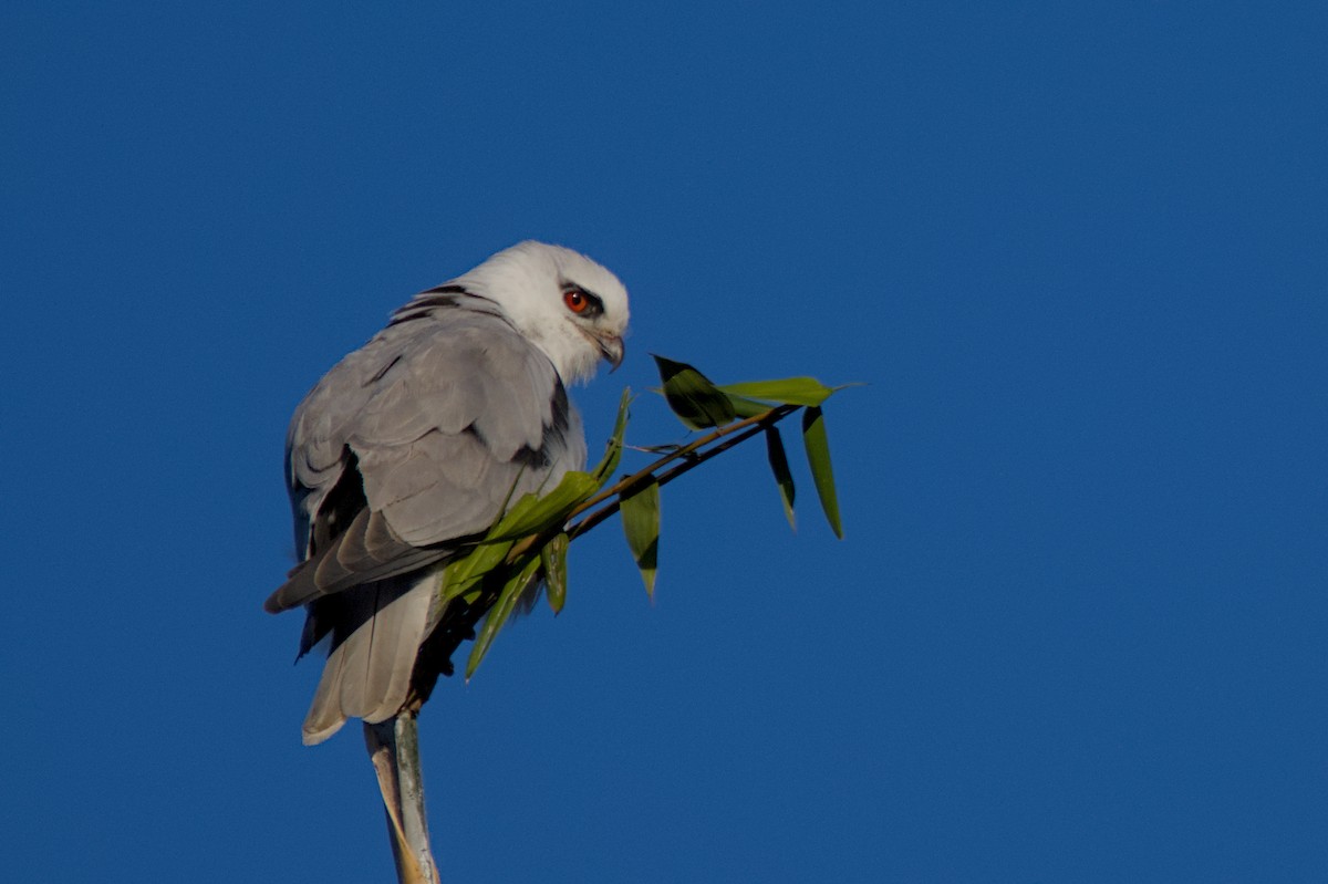 Black-shouldered Kite - ML638772577