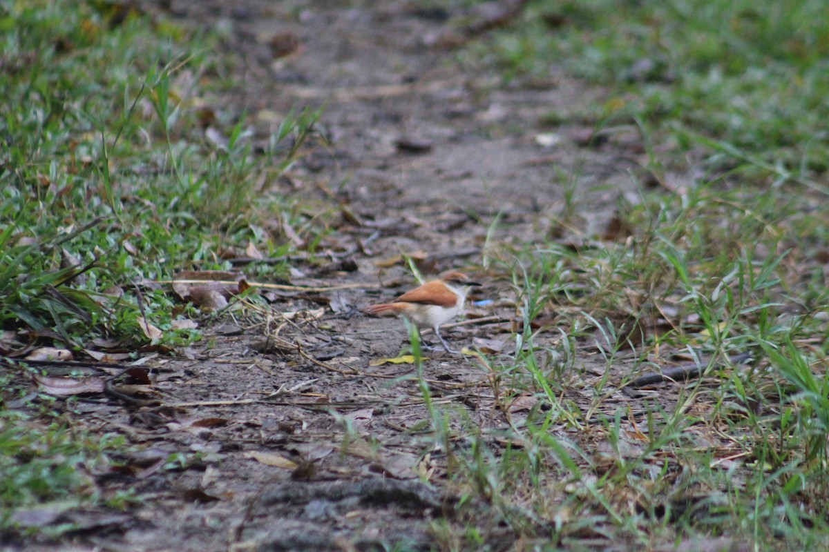 Yellow-chinned Spinetail - ML638772579