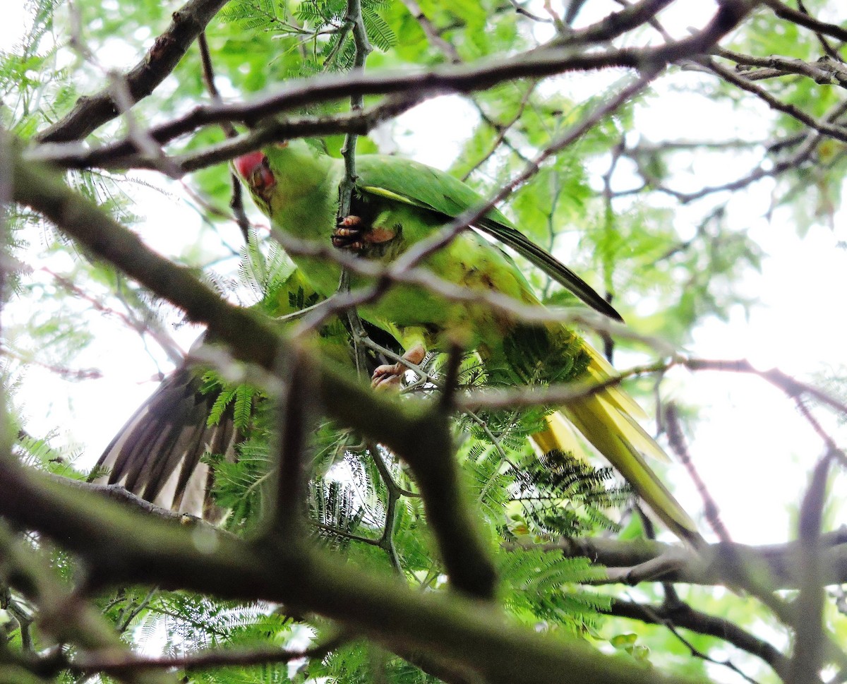 Rose-ringed Parakeet - ML638772580