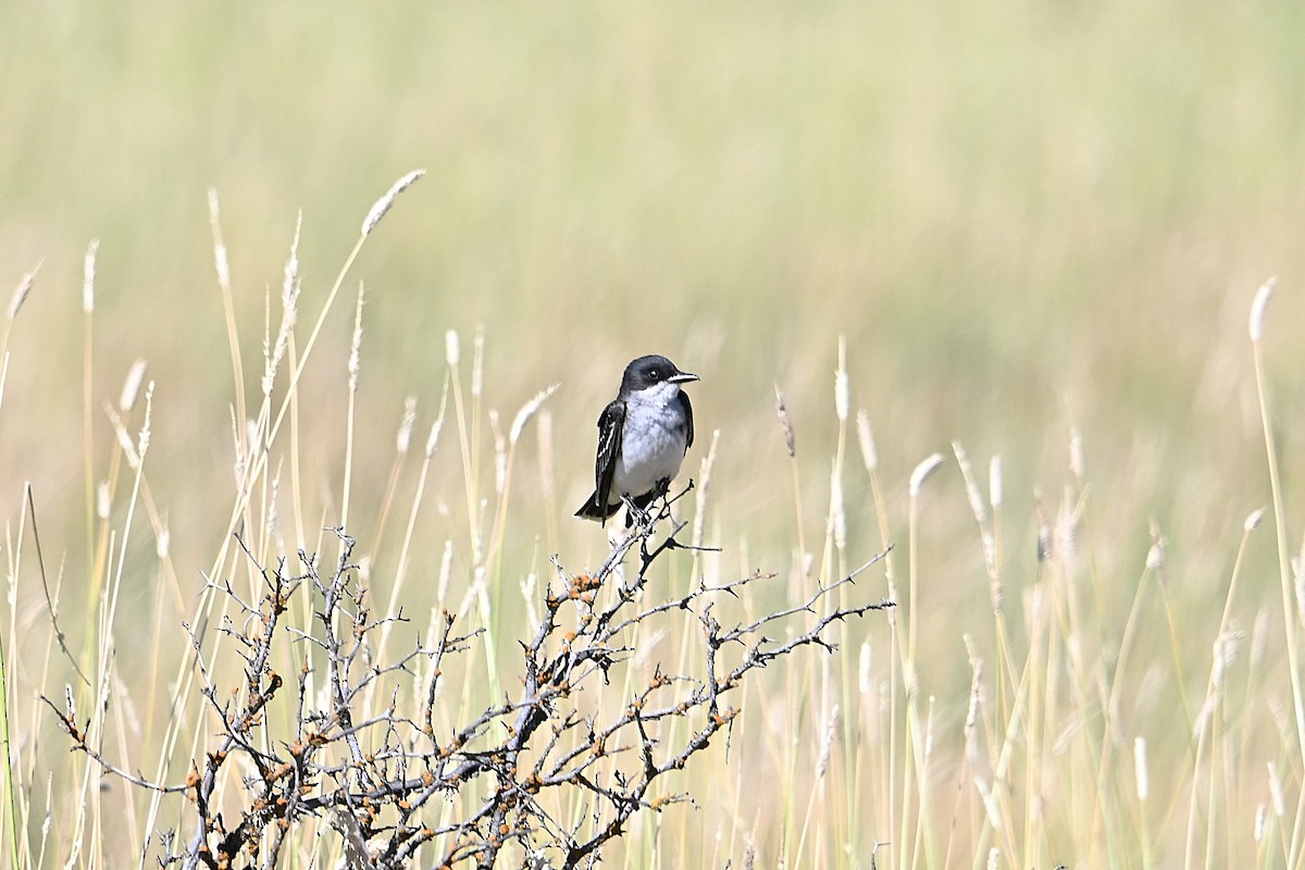 Eastern Kingbird - ML638772581