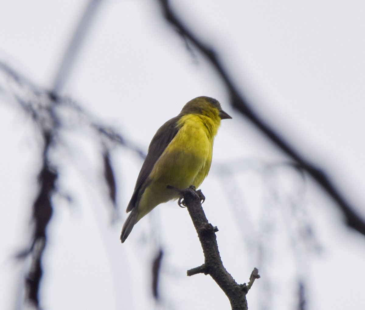 Lesser Goldfinch - ML638772584