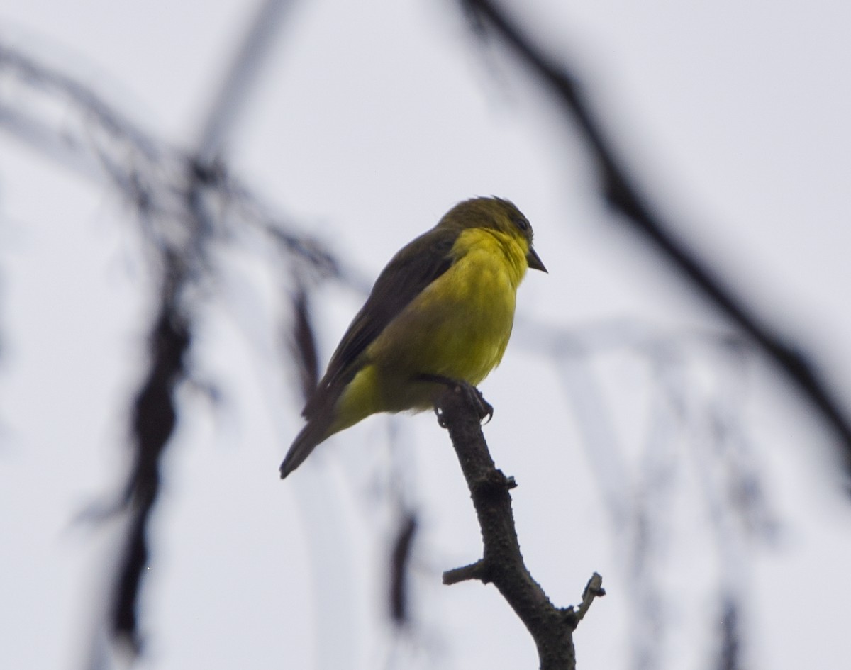 Lesser Goldfinch - ML638772585