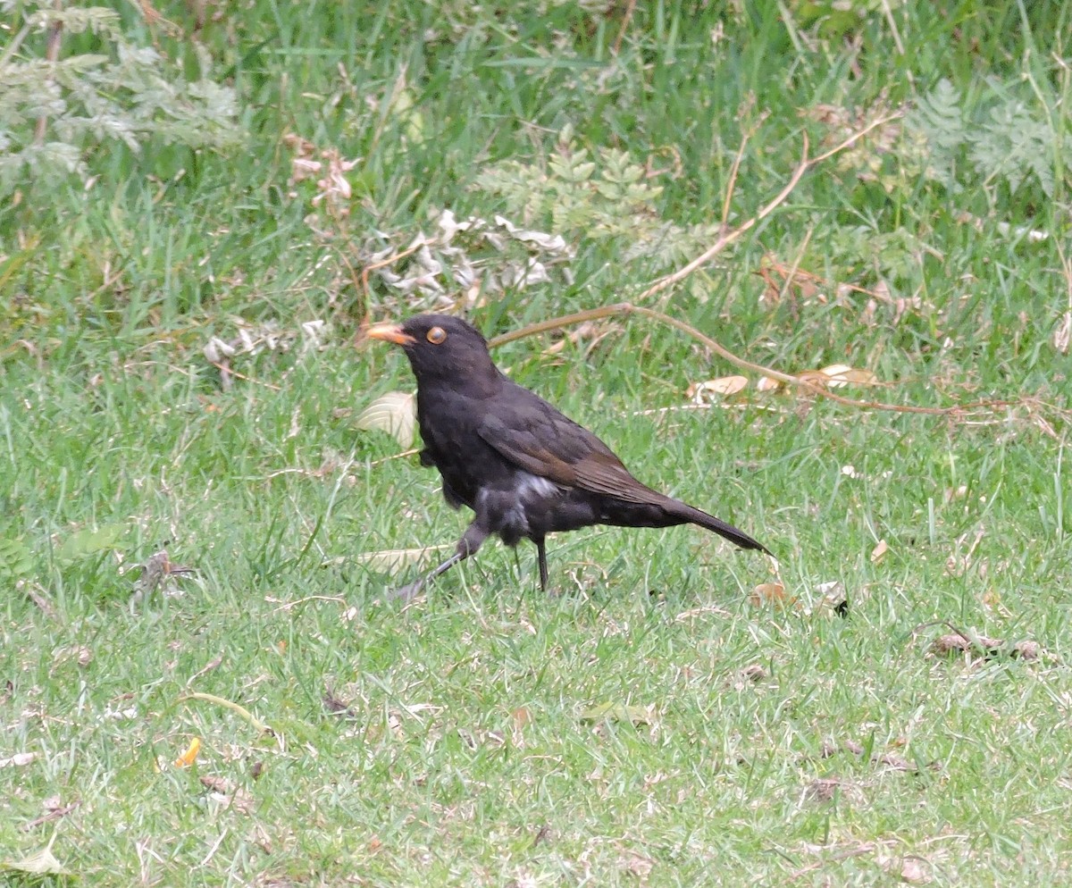 Eurasian Blackbird - ML638772586