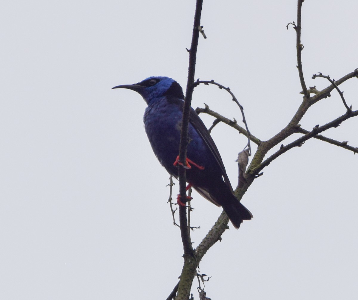 Red-legged Honeycreeper - ML638772589