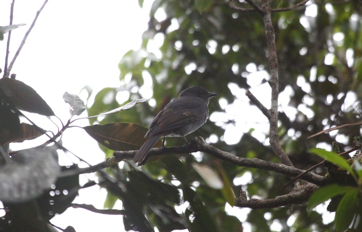 Chestnut-capped Piha - ML638772591