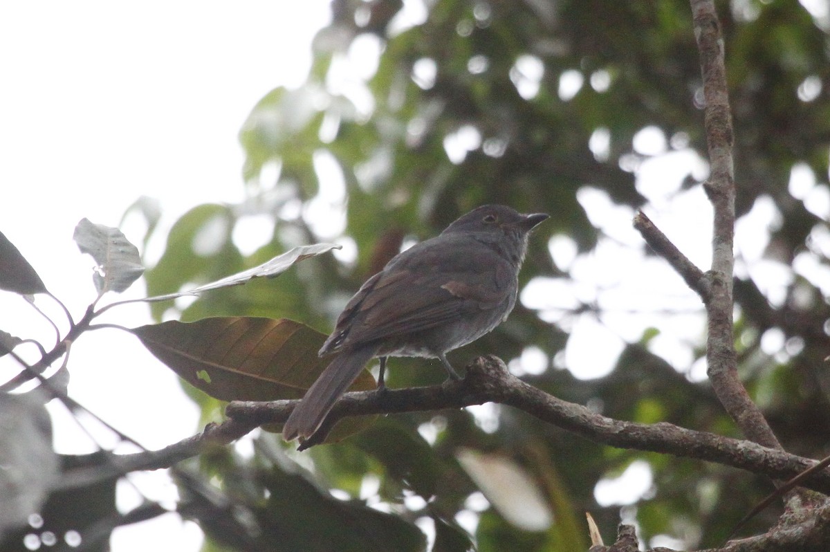 Chestnut-capped Piha - ML638772592