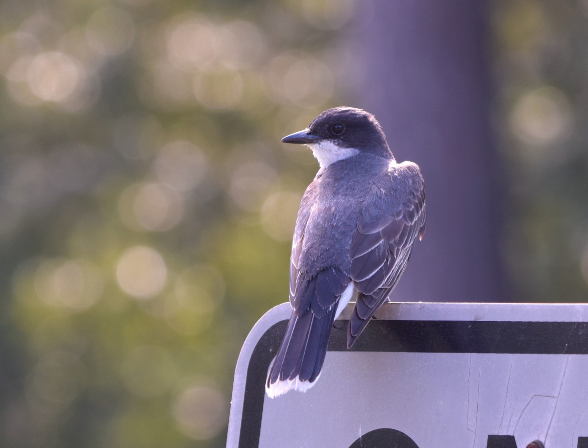 Eastern Kingbird - ML638772594