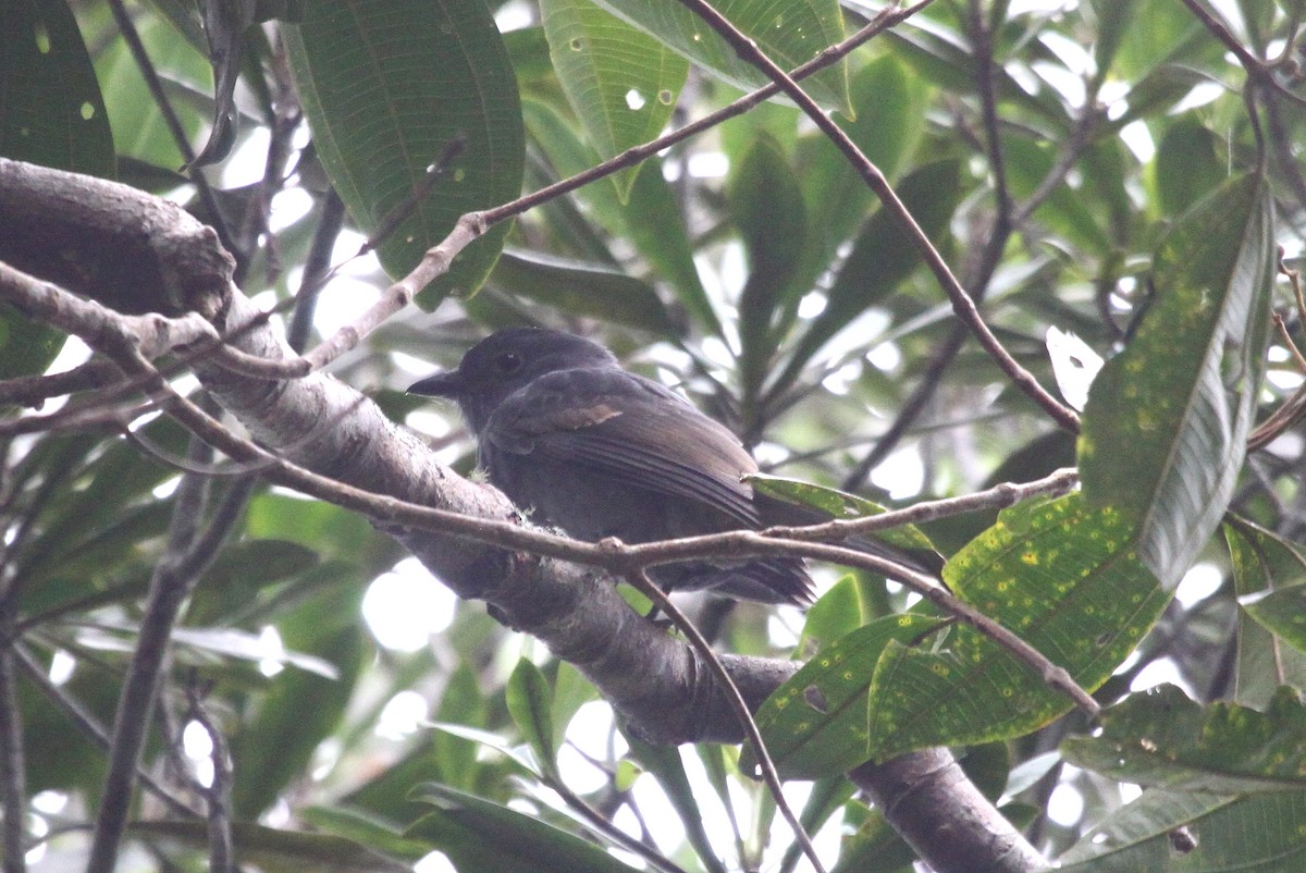 Chestnut-capped Piha - ML638772595