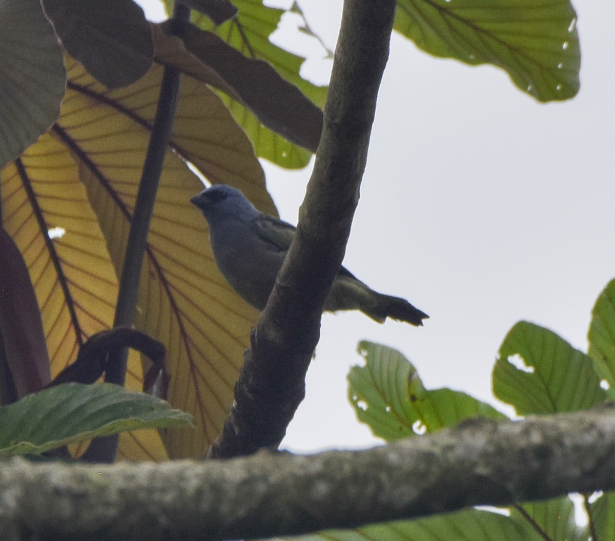 Yellow-winged Tanager - ML638772599