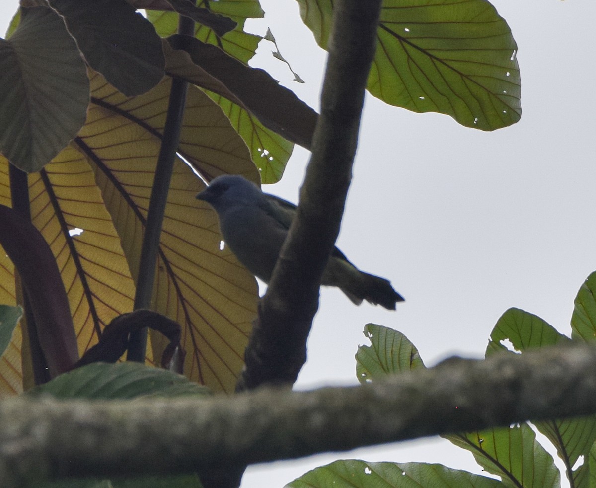 Yellow-winged Tanager - ML638772600