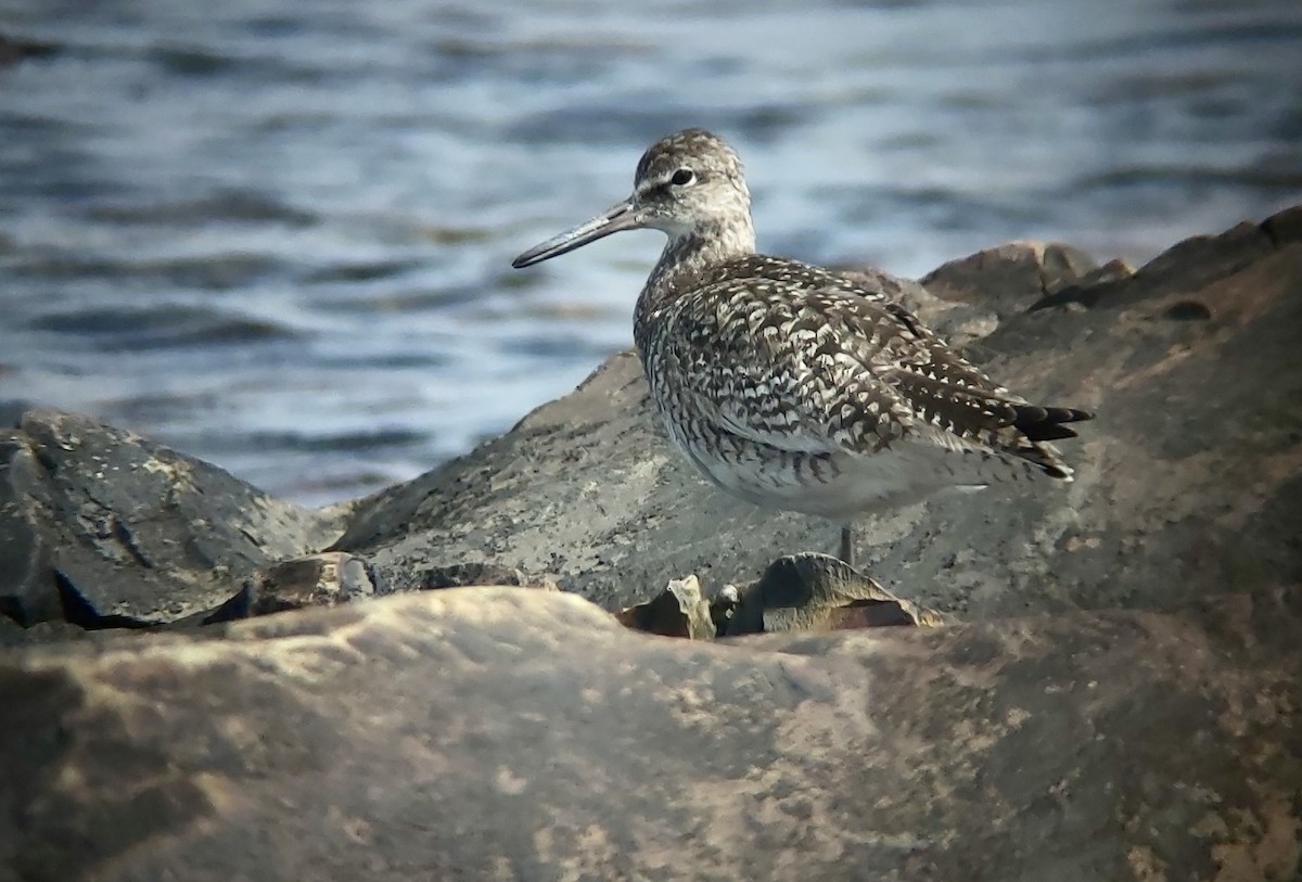 Willet (Eastern) - ML638772601