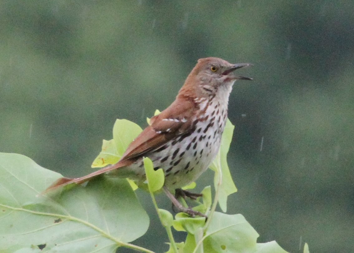 Brown Thrasher - ML638772602