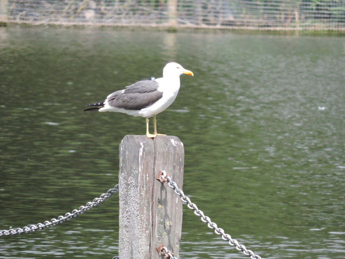 Lesser Black-backed Gull - ML638772603