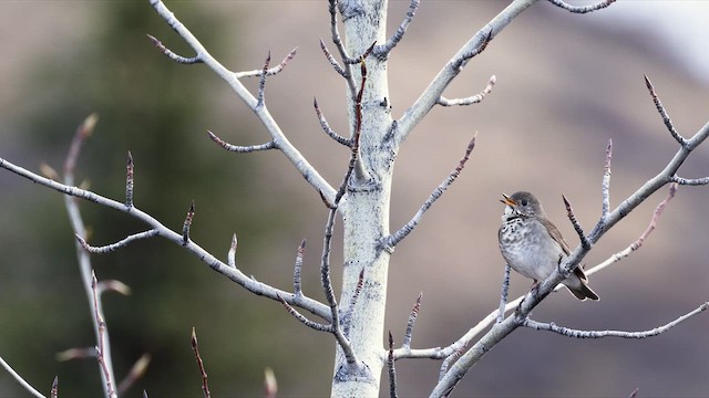 Grauwangen-Musendrossel - ML638772609