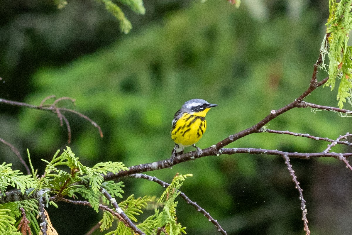 Magnolia Warbler - ML638772625