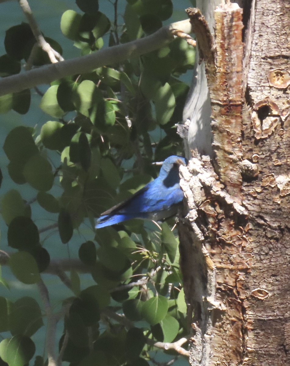 Mountain Bluebird - ML638772638