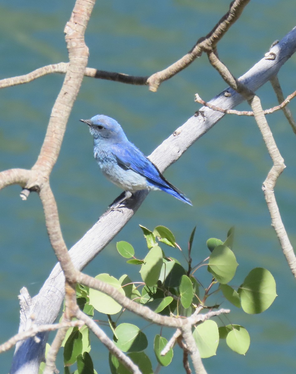 Mountain Bluebird - ML638772639