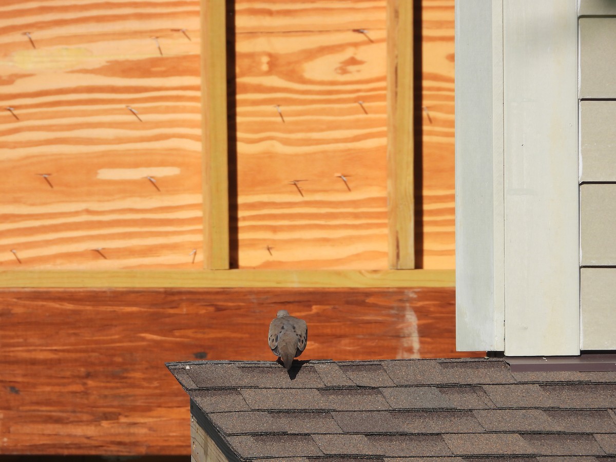 Mourning Dove - ML638772643