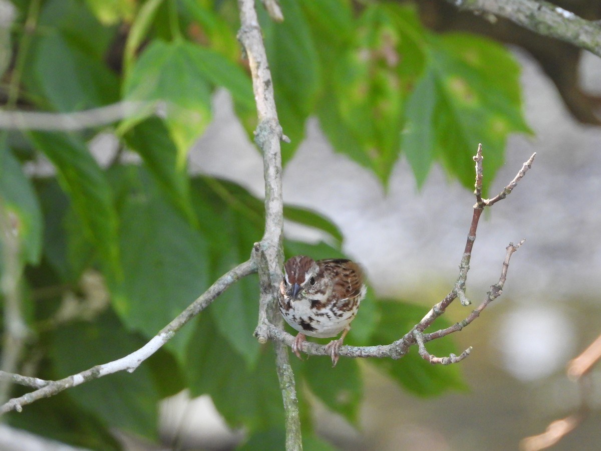 Song Sparrow - ML638772649