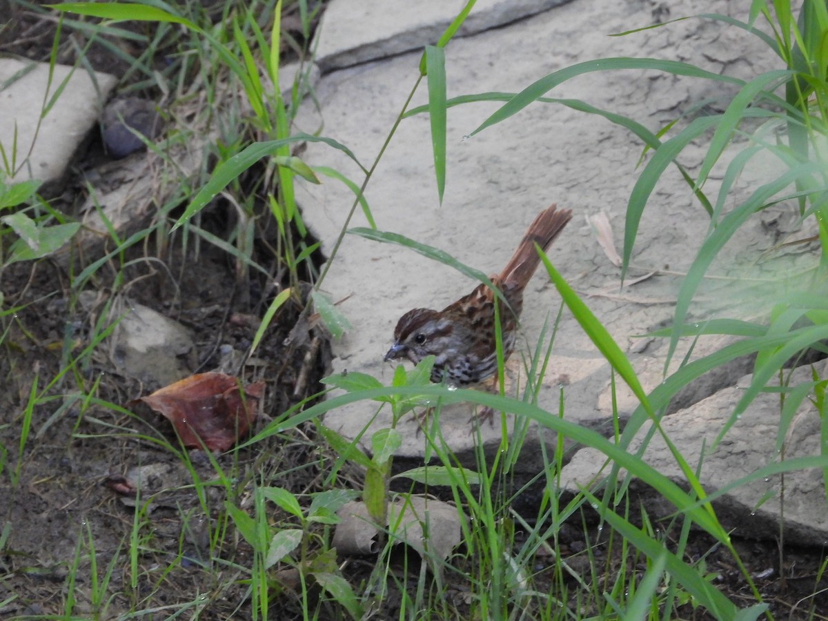 Song Sparrow - ML638772650