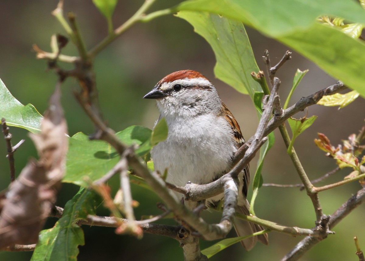 Chipping Sparrow - ML638772661