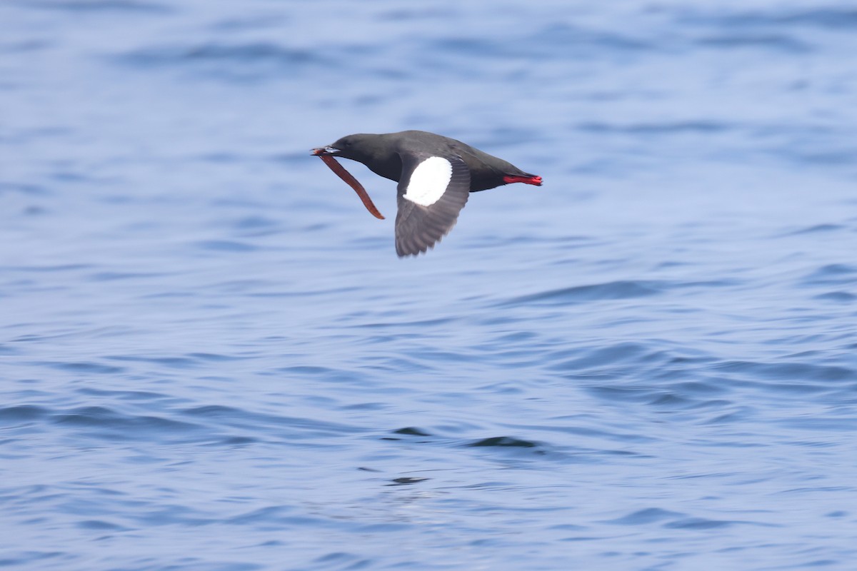 Black Guillemot - ML638772667