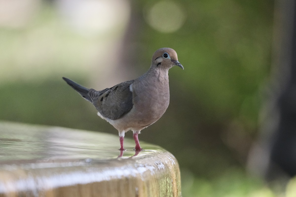 Mourning Dove - ML638772670